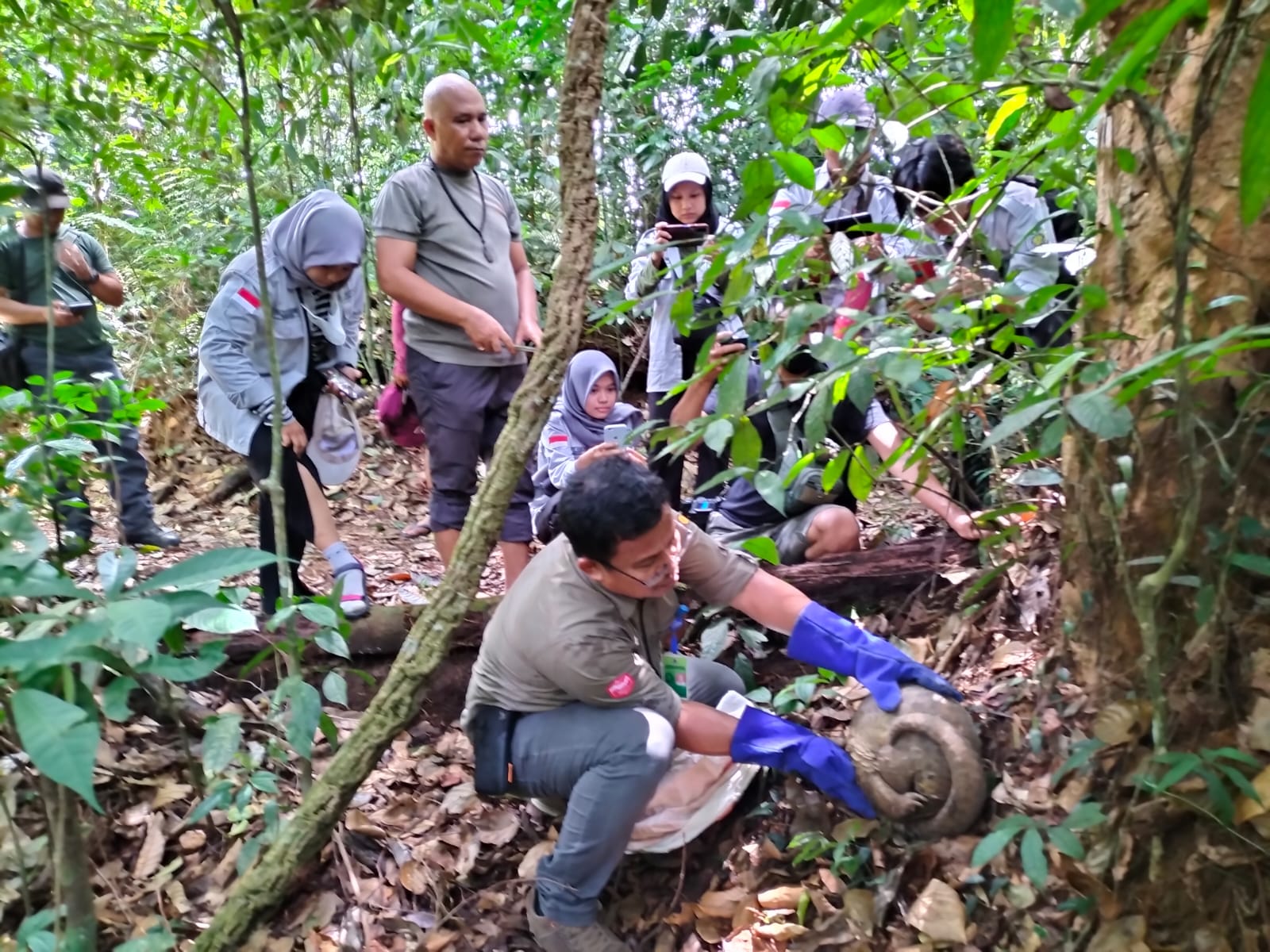 Warga Sei Bingei Temukan Satwa Dilindungi Seekor Tenggiling Diserahkan Ke SPTN Wil V Dilepas Ke TNGL