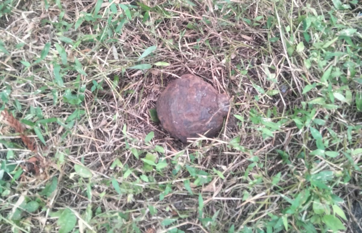 Warga Heboh, Ditemukan Granat Jenis Manggis Diareal Pekuburan