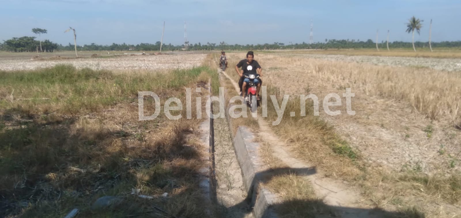 Sawah Mengalami Kekeringan Petani Desa Sentang Sergai Mengeluh