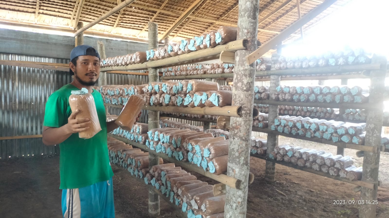 Petani Jamur di Desa Bintang Meriah Harapkan perhatian Pemerintah