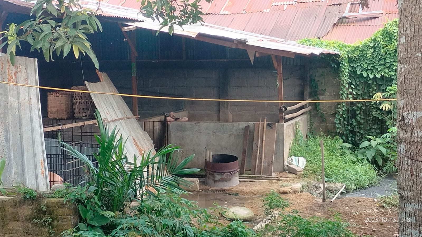 Warga di Stabat Keluhkan Bau Tak Sedap Yang Diduga di Timbulkan dari Kotoran Ternak Babi dan Bebek di Stabat