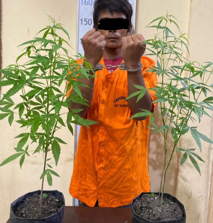 Tanam Pohon Ganja, Pria di Langkat Diciduk Polisi