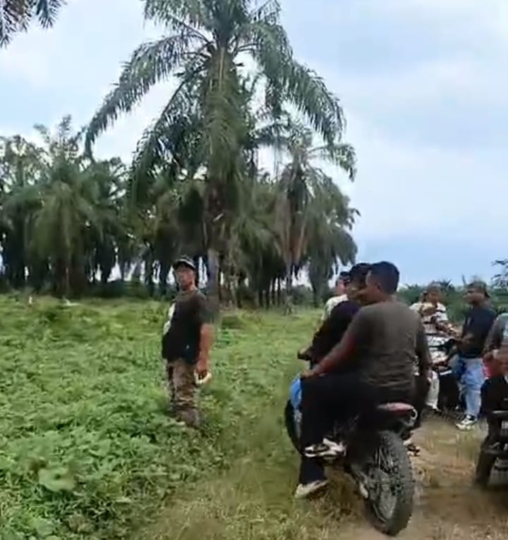 PT. Soeloeng Laoet Larang Peternak Untuk Mengangon Lembu Didalam Areal Perkebunan