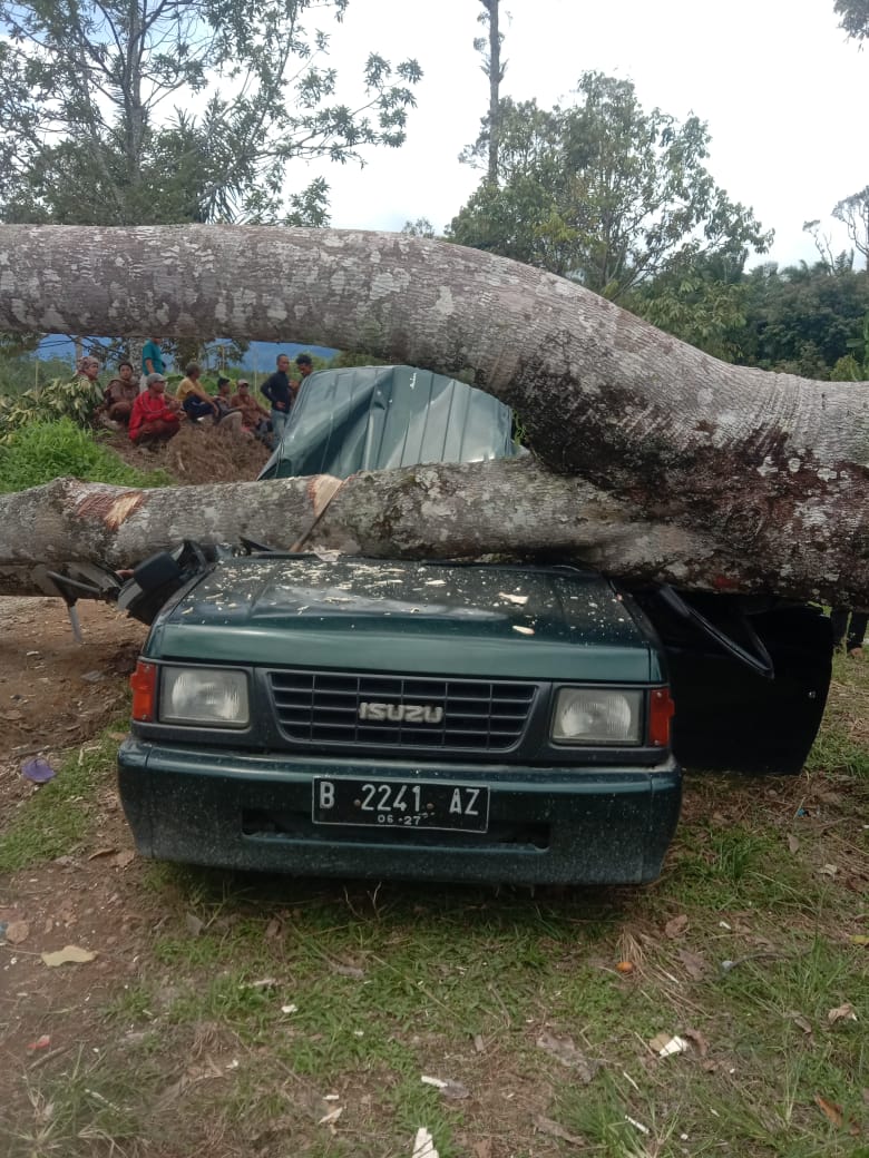 Berlibur di Kebun Durian, Mobil Berisi Satu Keluarga Tertimpa Pohon 