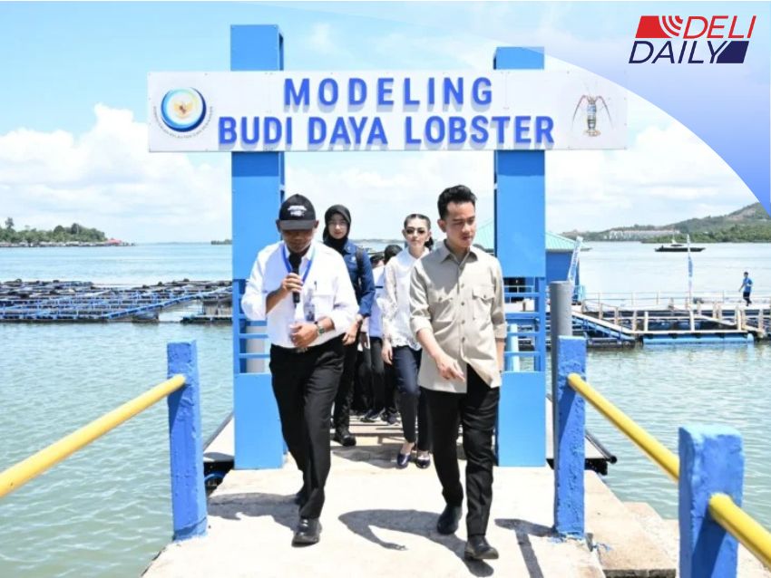 Wapres Panen Perdana Lobster di Batam, Dukung Visi Ekonomi Biru Indonesia Maju