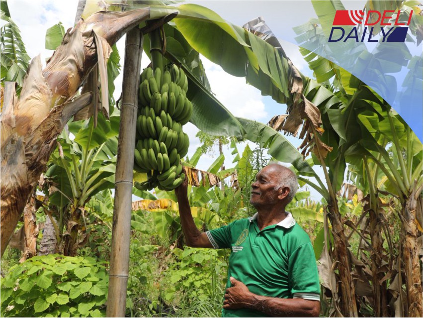 Dari Lahan ke Pisang: Kisah Sukses Kampung Reforma Agraria Baumata