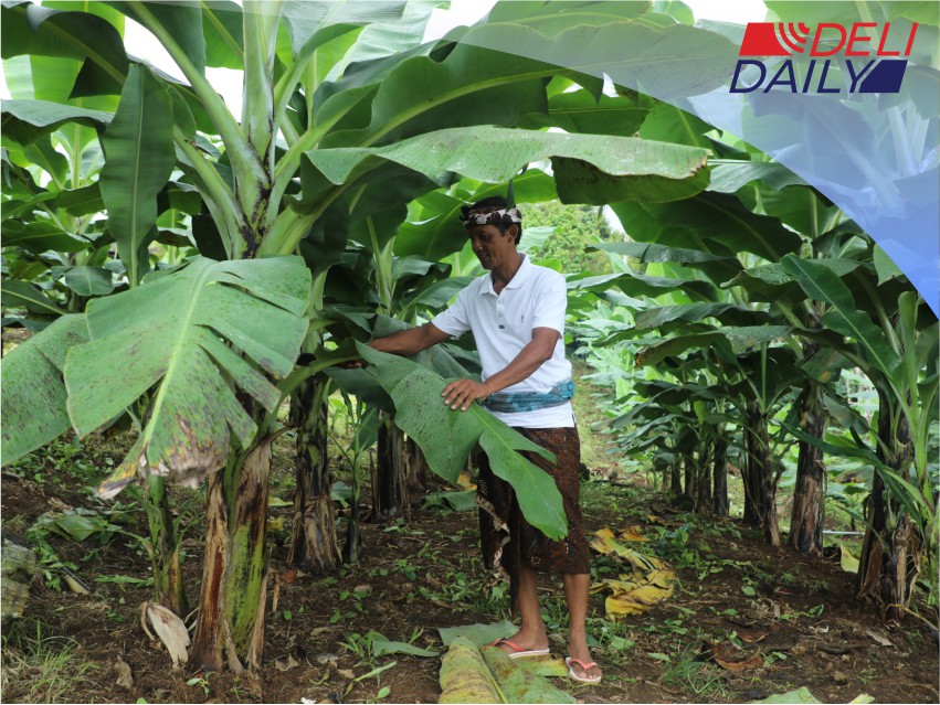 Perjalanan Reforma Agraria di Asahduren, Sertipikat Tanah Ulayat Buka Akses Ekonomi Masyarakat
