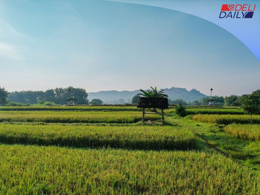 Perkuat Swasembada Pangan, Menteri Nusron Komitmen Jaga Lahan Sawah Lewat Tiga Kebijakan Strategis