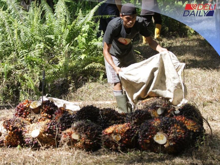 Sindikat Maling Sawit Bermotif Ekonomi Ilegal: Mengancam Nyawa Pekerja dan Masa Depan Petani Swadaya